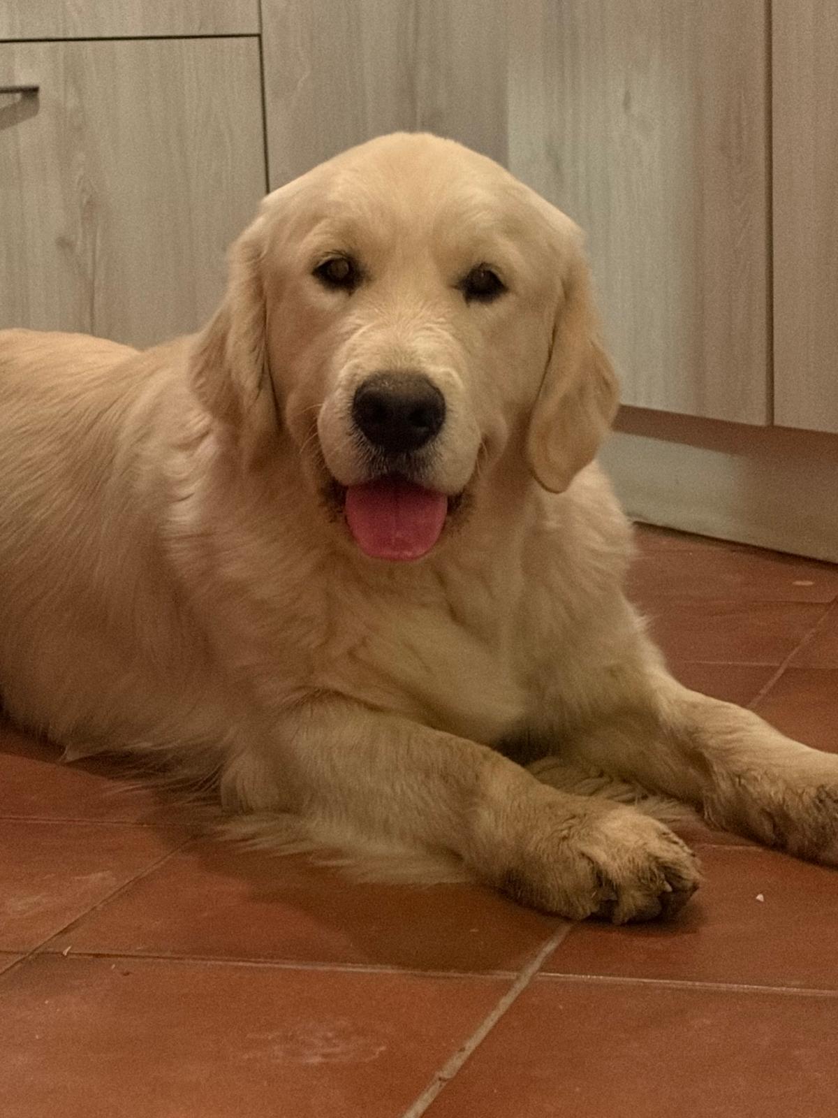 Terra di Siena It Start Whit Us (Aka KAOS) - Maschio di Golden Retriever