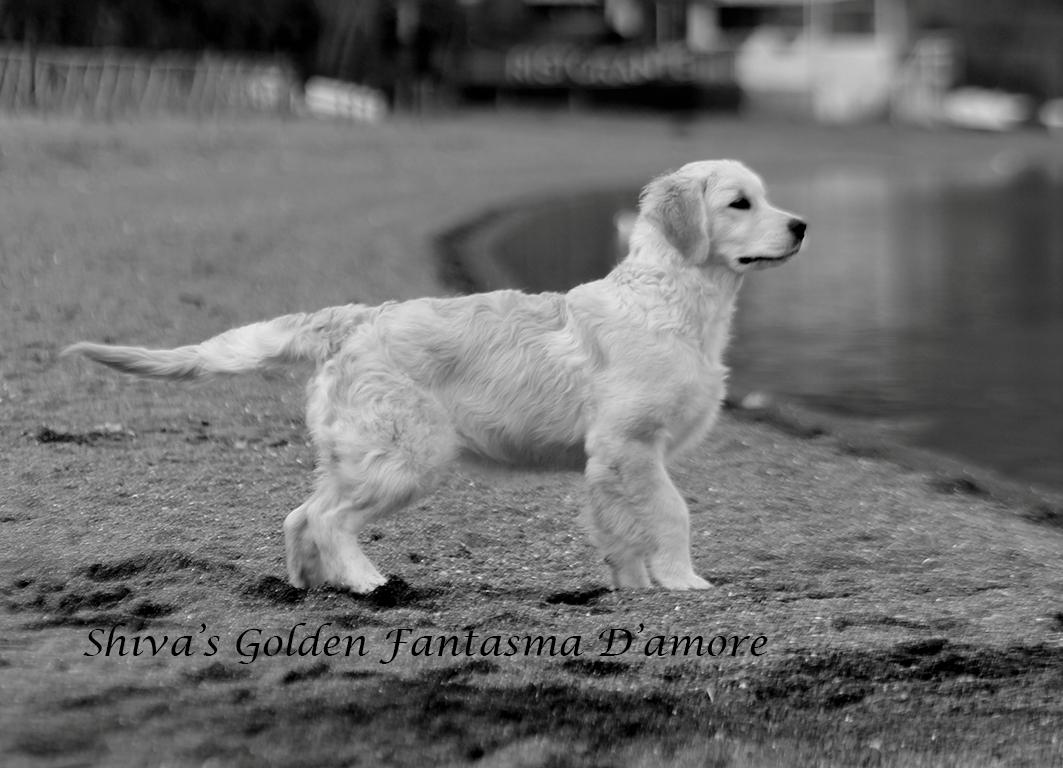 Shivà Golden Fantasma D'amore (Aka KEY) - Femmina di Golden Retriever