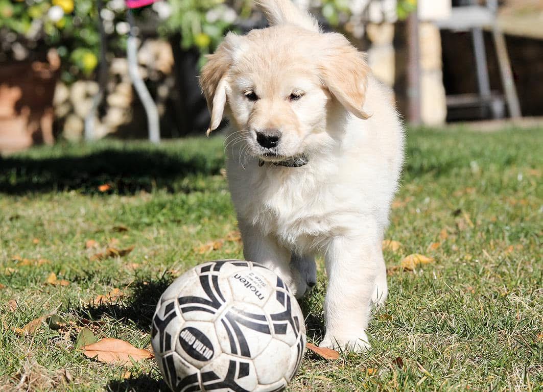 Perché scegliere un Golden Retriever?