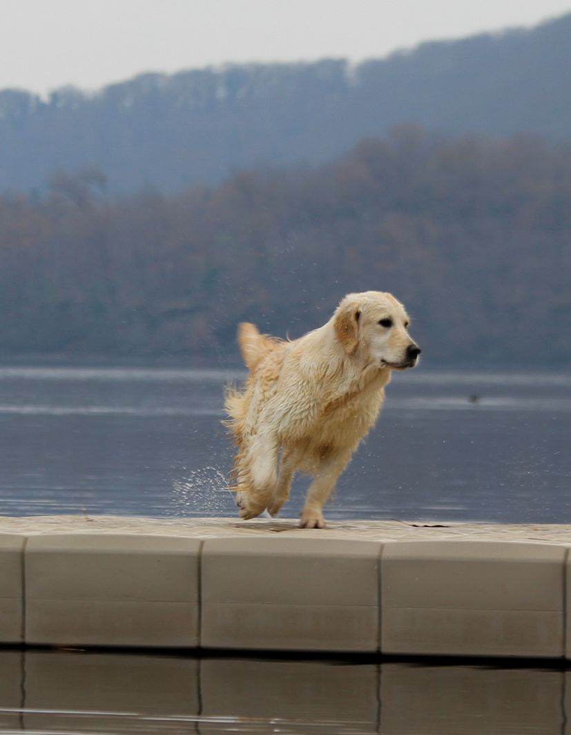 Perché scegliere un Golden Retriever?