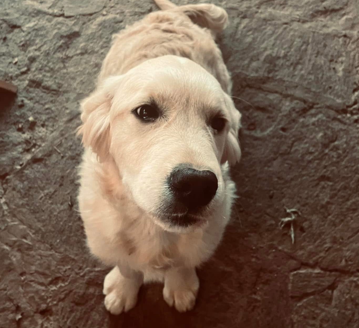 Perché scegliere un Golden Retriever?