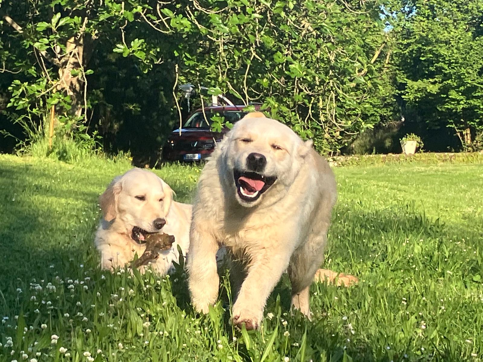 Perché scegliere un Golden Retriever?