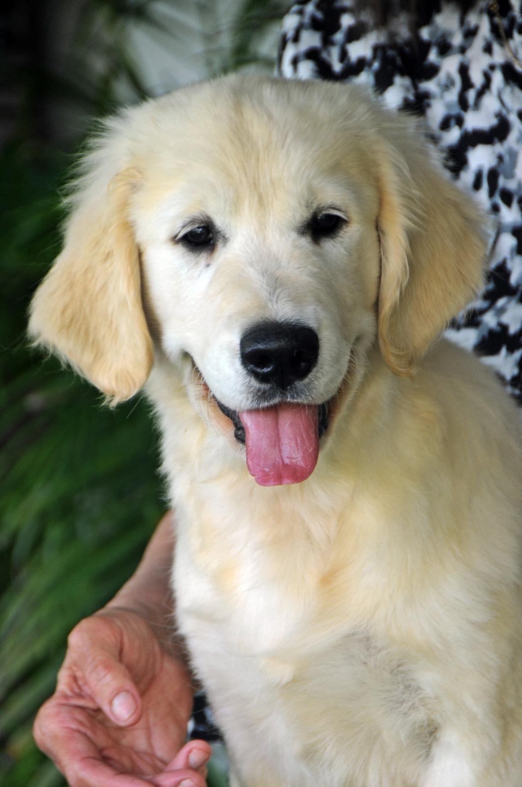 Perché scegliere un Golden Retriever?