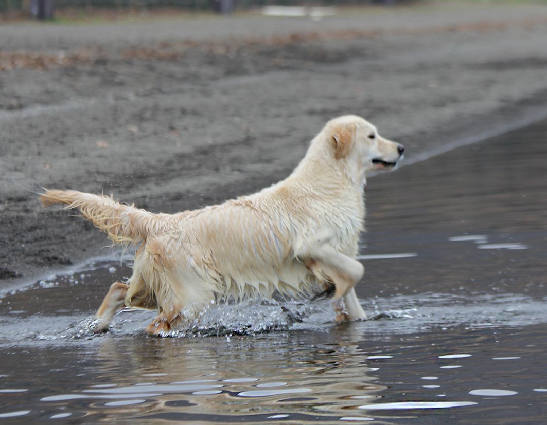 Golden Retriever dell'allevamento Giolide al lago